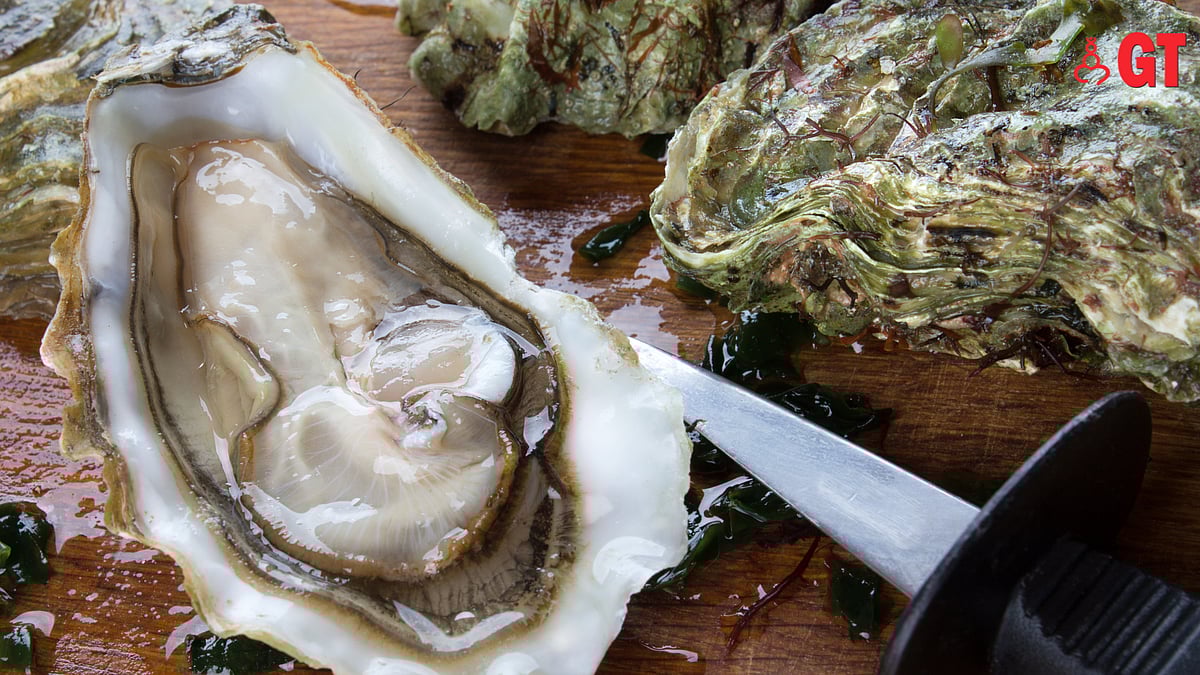 Regenerating our bioresource of oysters