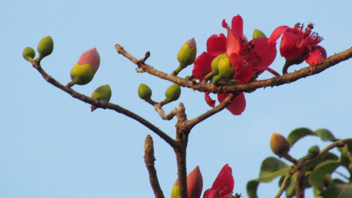 Sawar tree: Sacredly rooted in Goan ethos and culture|Gomantak Times