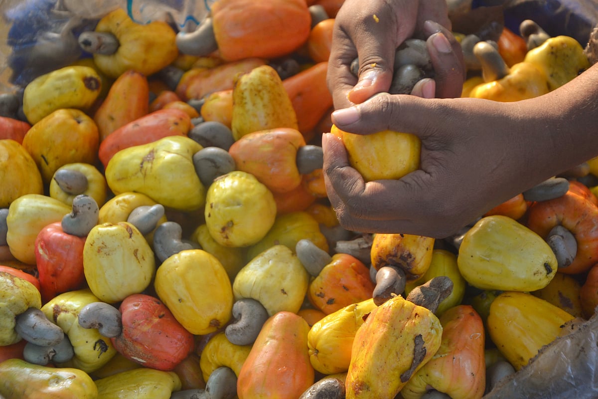 Heard about this amazing nonalcoholic drink from cashew apples?