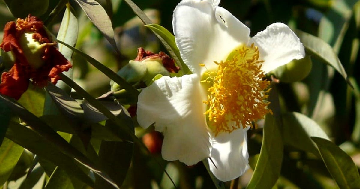 Here are 8 exotic summer wildflowers of Goa|Gomantak Times