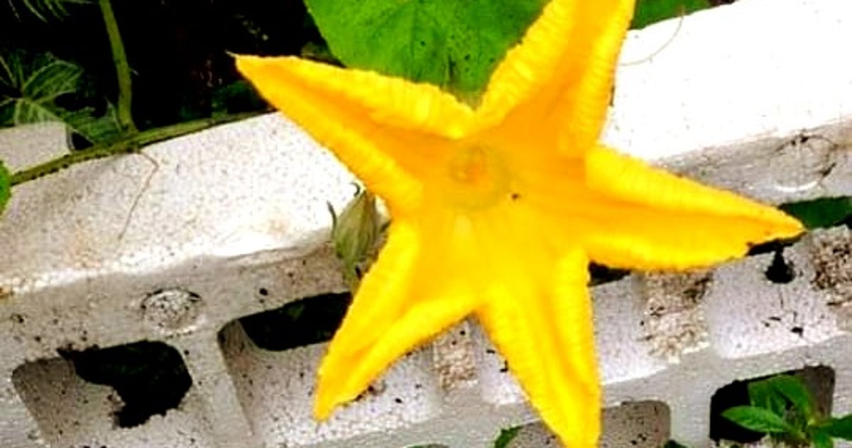 8 Flowers you can eat in Goa|Gomantak Times