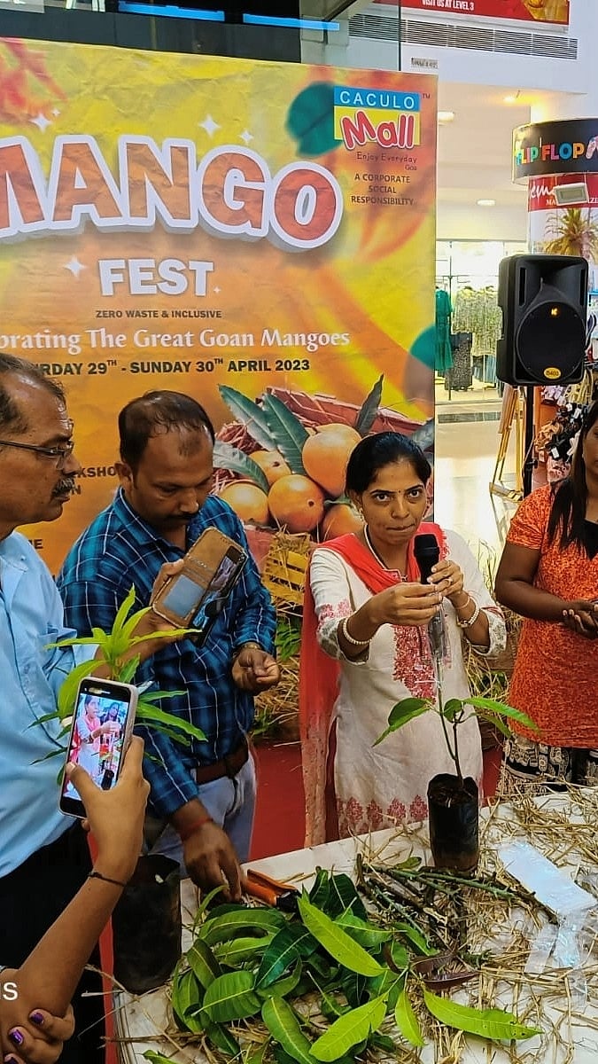All things mango the Mango Fest in Goa Gomantak Times