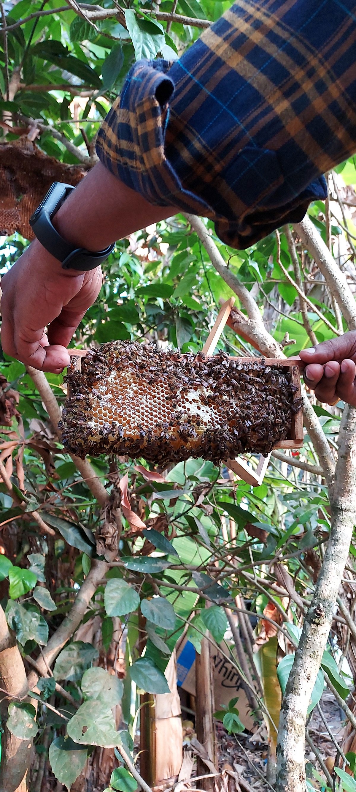 The buzz is in the honey @ Raika's| Gomantak Times
