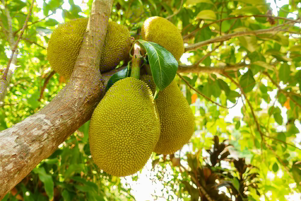 Do any other fruits grow in Goa, apart from mangoes?