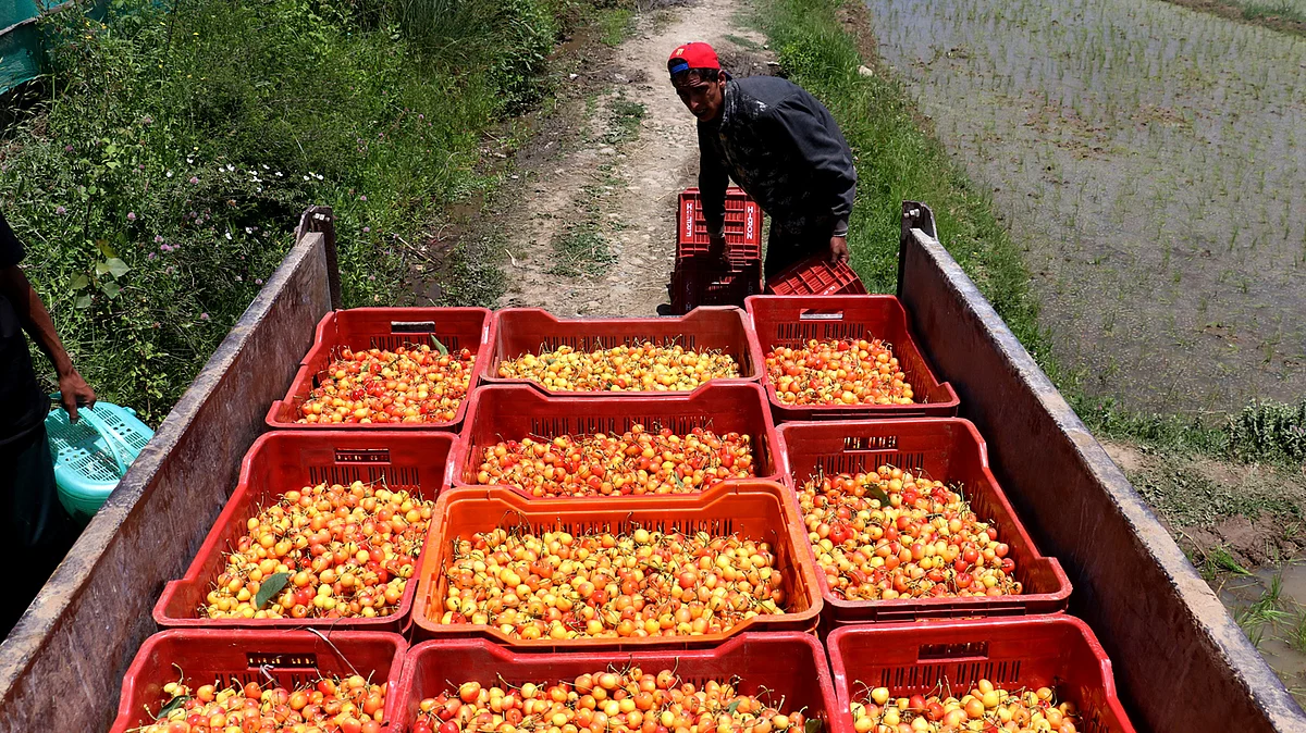 J&K Cherries launched in Dubai market