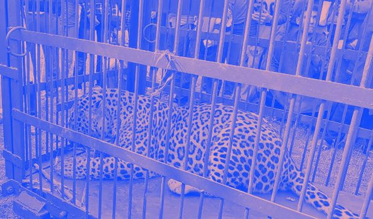 Leopard kills minor girl in Ganderbal
