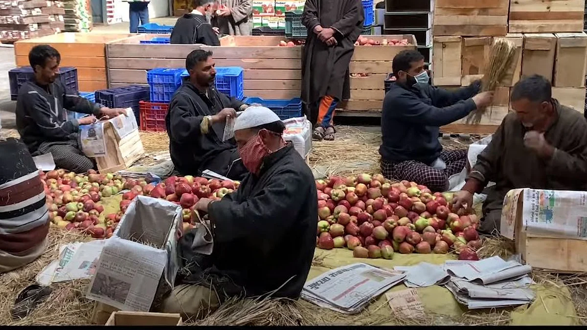 Paucity of cold stores impacting apple economy