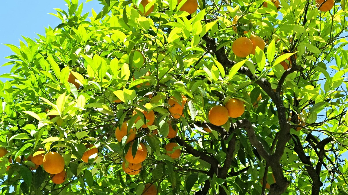Fruit Power: The Seville Way