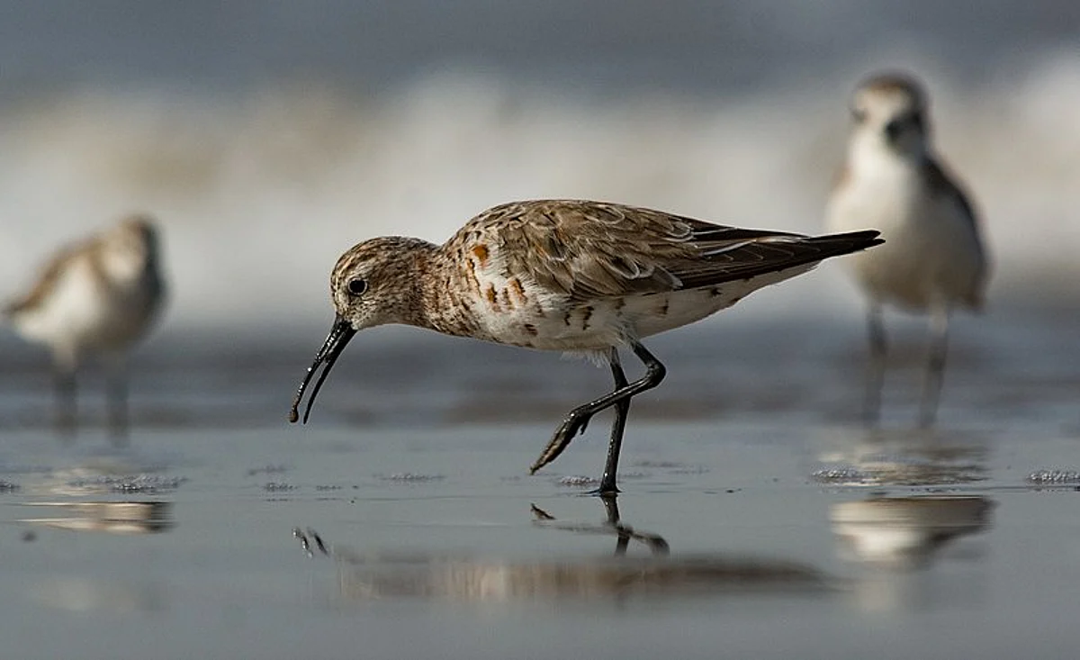 Migratory bird tagged in Mumbai, sighted 4,500-km away in China