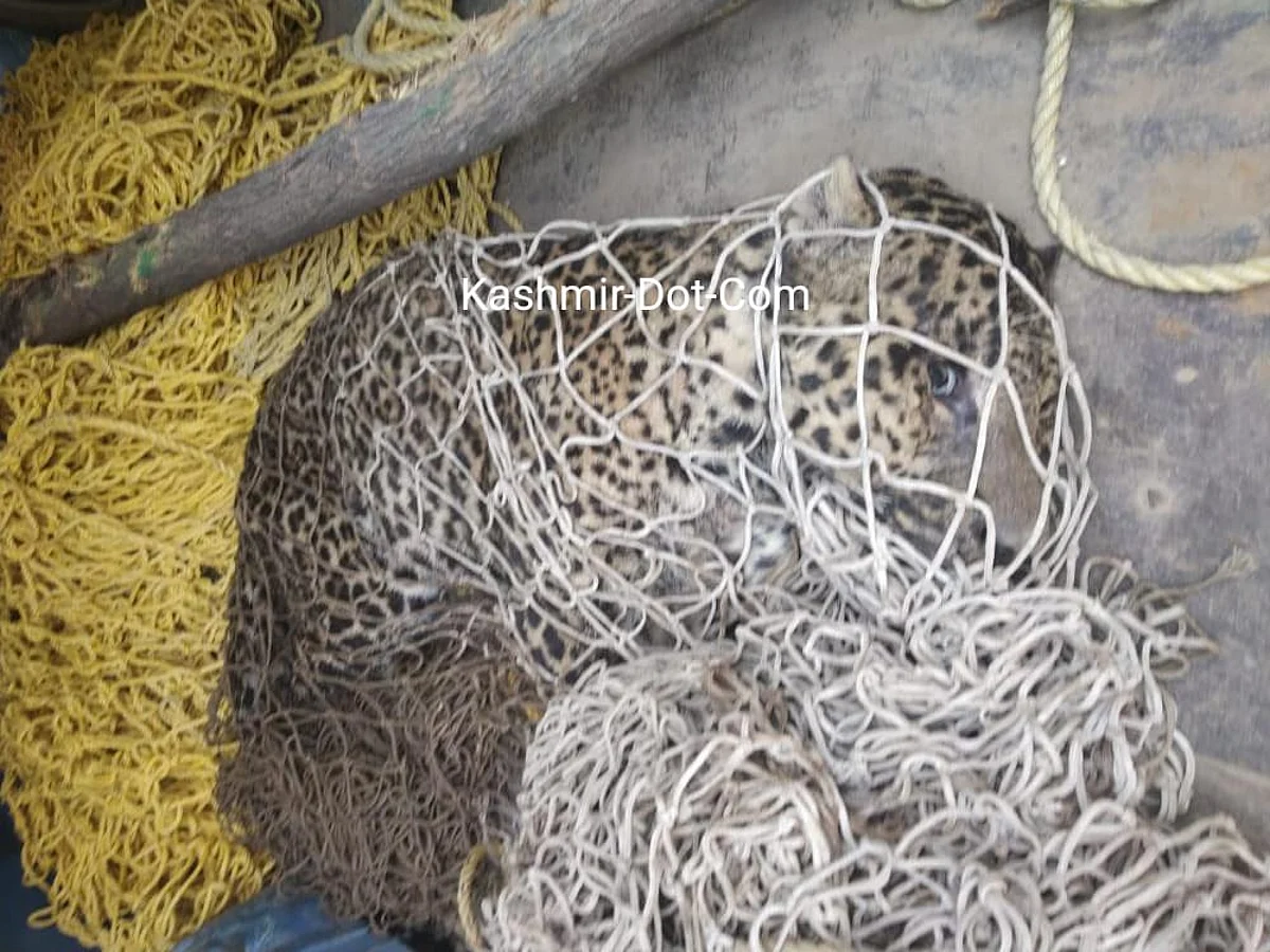 Leopard caught alive in central Kashmir's Khansahib