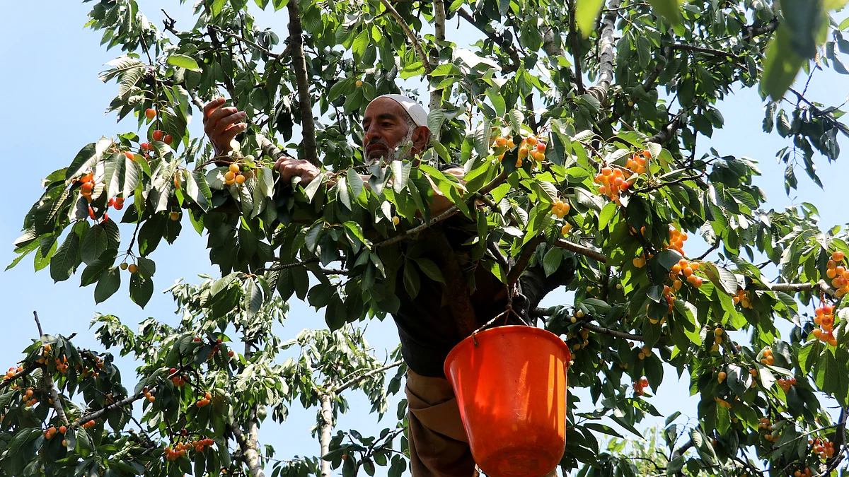 Cherry harvesting in Shopian brings cheer to growers