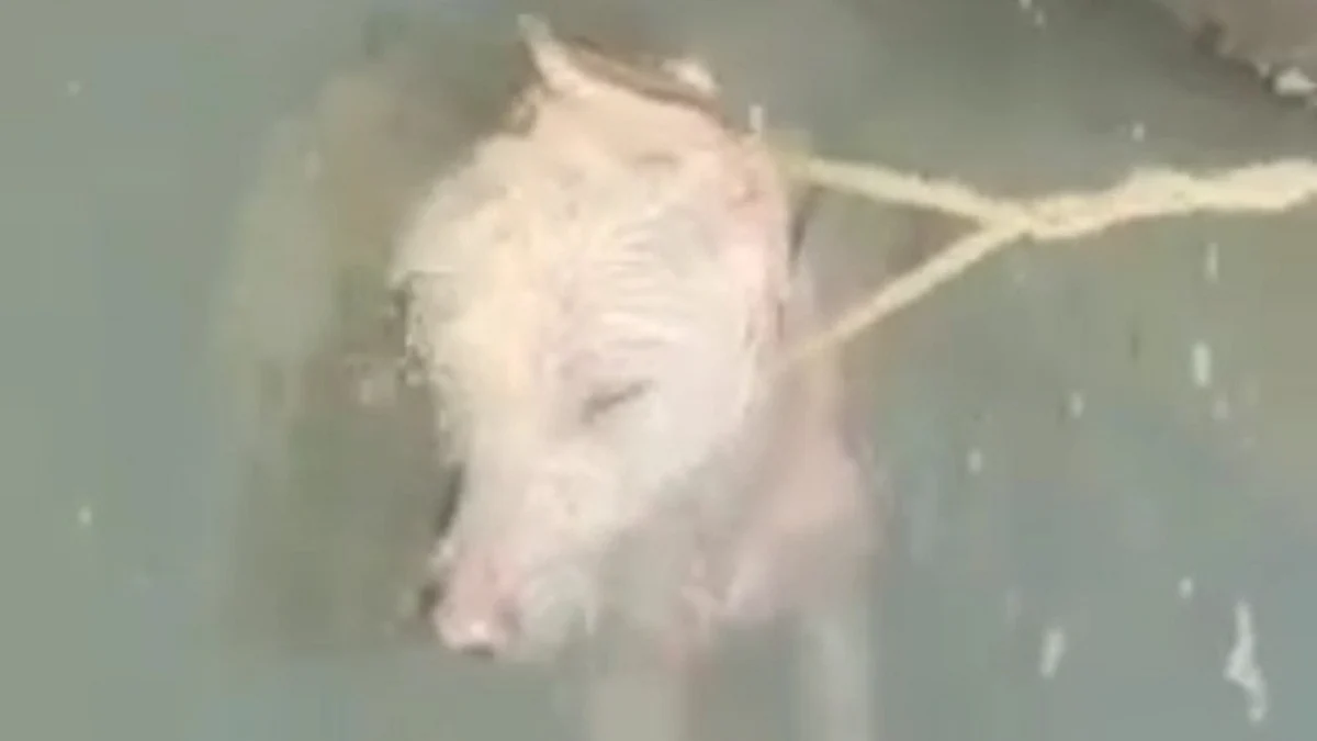 Watch: Dog carcass recovered from pre-settling tank of water reservoir in Shopian
