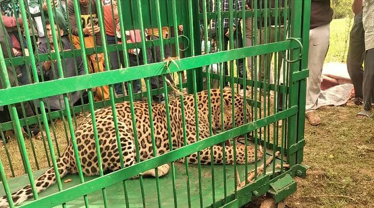HUMAN-ANIMAL CONFLICT |
Hunt for man-eater leopard continues for 2nd day in Ganderbal