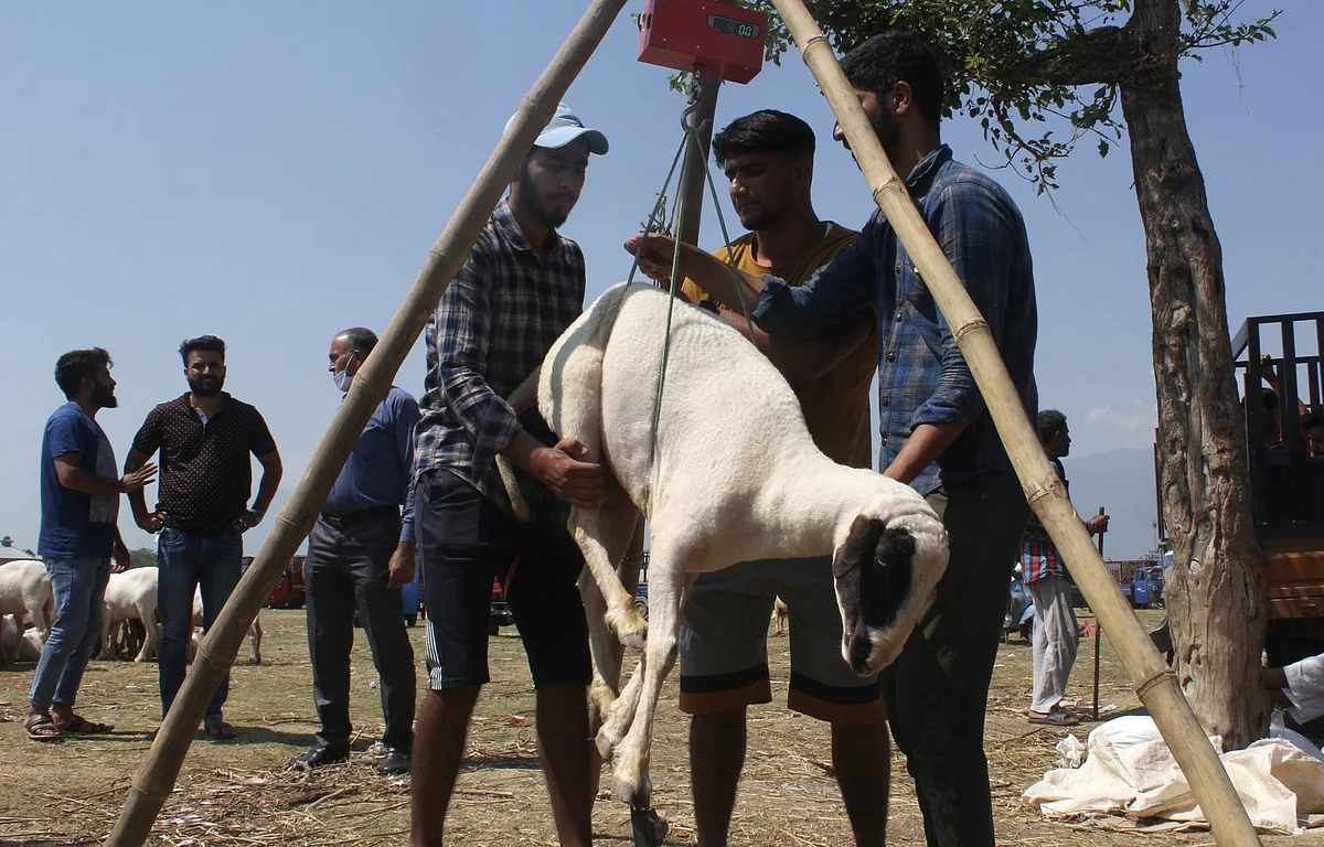 SMC to collect hides of sacrificial animals