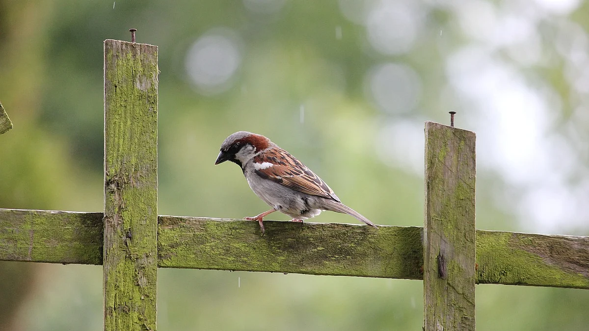 House sparrow population is stable, says report