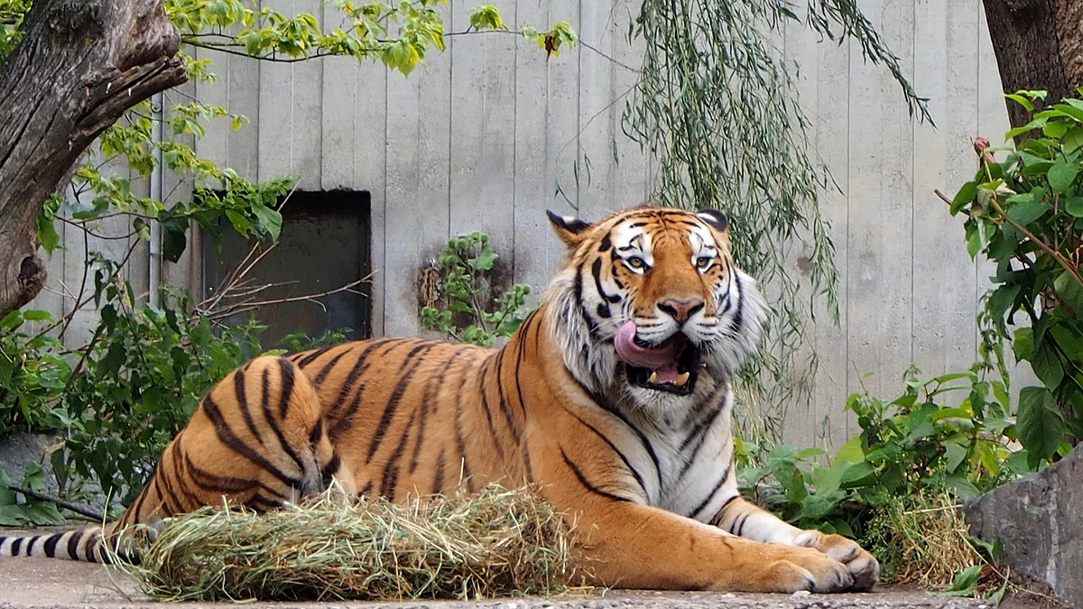 Amur tigers make 'remarkable' comeback in China