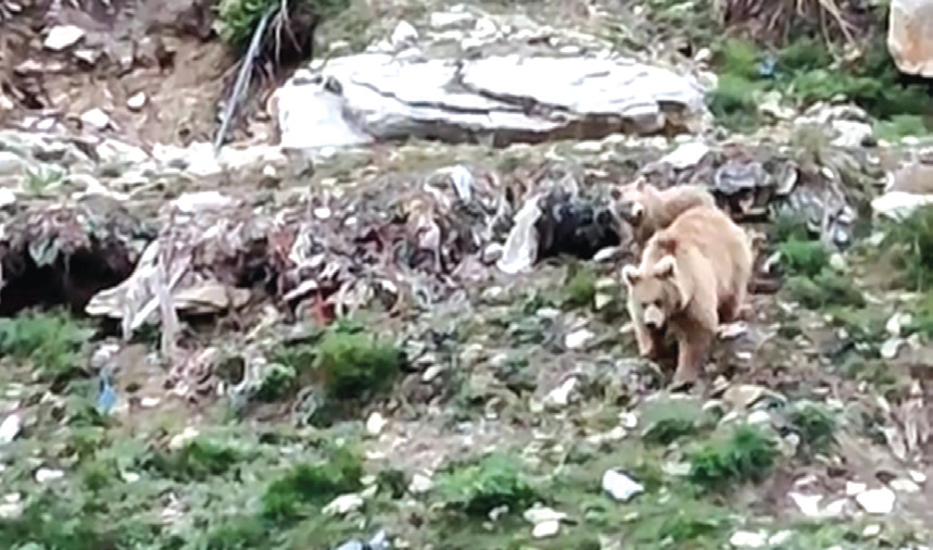 According to sources, a female brown bear along with a cub were sighted at Dumail area of Baltal near Amarnath cave shrine.