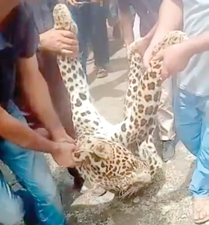 Leopard caught alive in Handwara village
