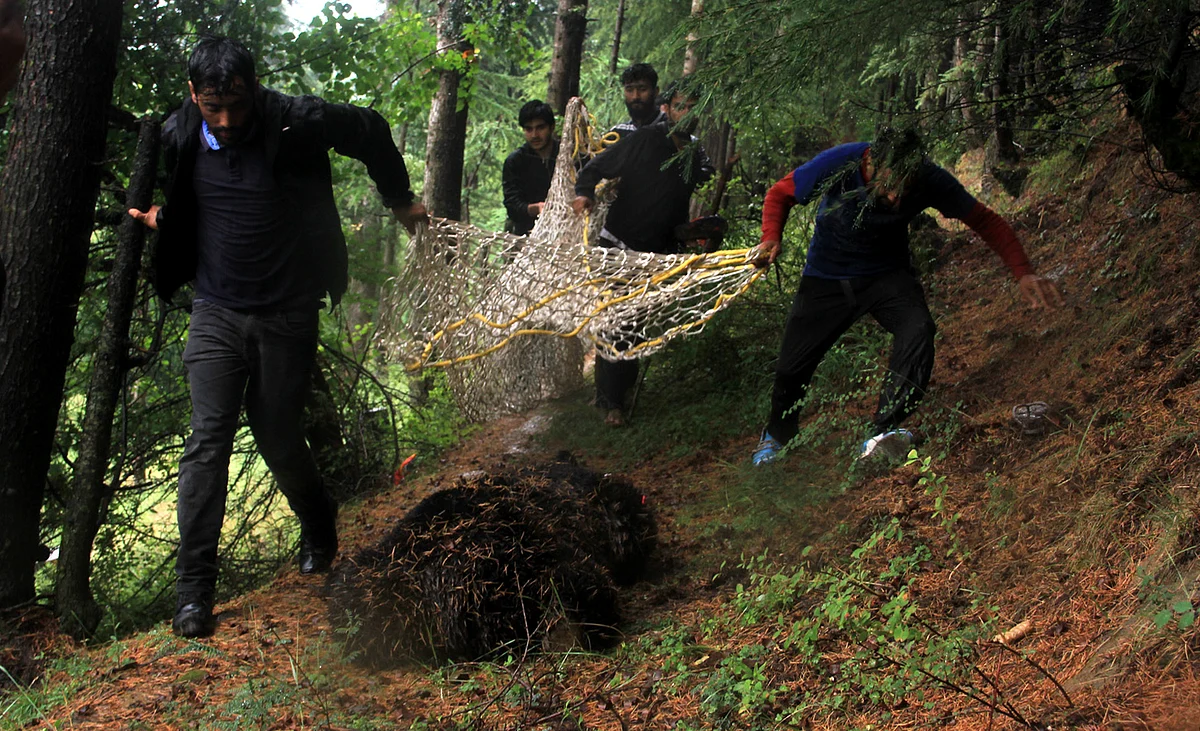 Bear, two cubs rescued in north Kashmir’s Tangmarg