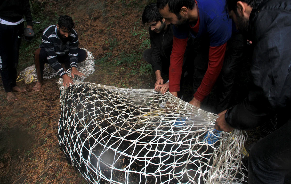 Bear, 2 cubs rescued from Tangmarg