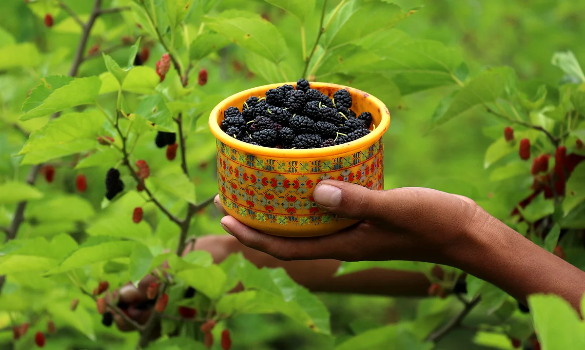 Multiple Benefits of Mulberry
