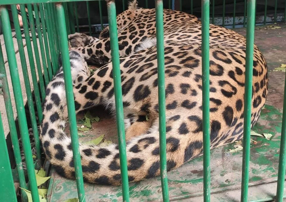 'Man eater' leopard captured alive in central Kashmir's Ganderbal