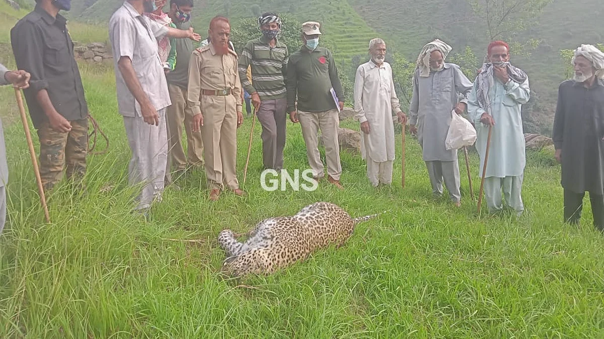 Female leopard carcass found in J&K's Poonch