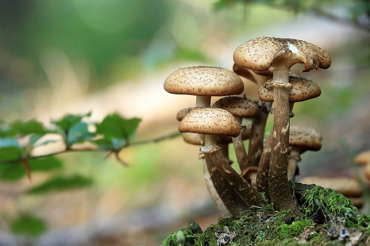 13 fall ill after consuming wild mushrooms in central Kashmir's Ganderbal
