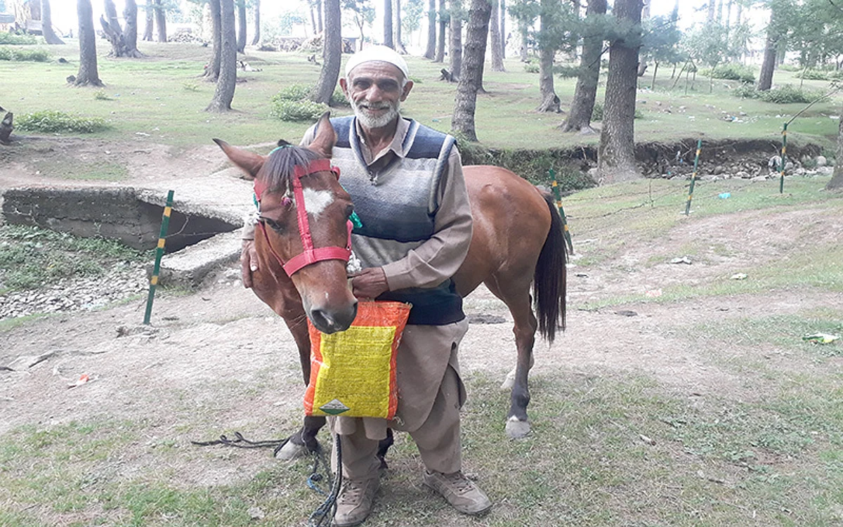 Reined in | Horse rearing declines sharply