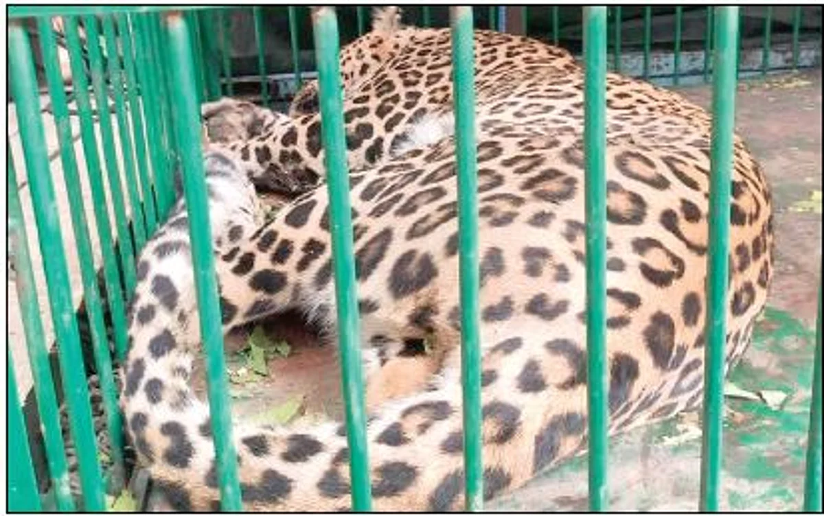 Leopard caught in central Kashmir's Beerwah