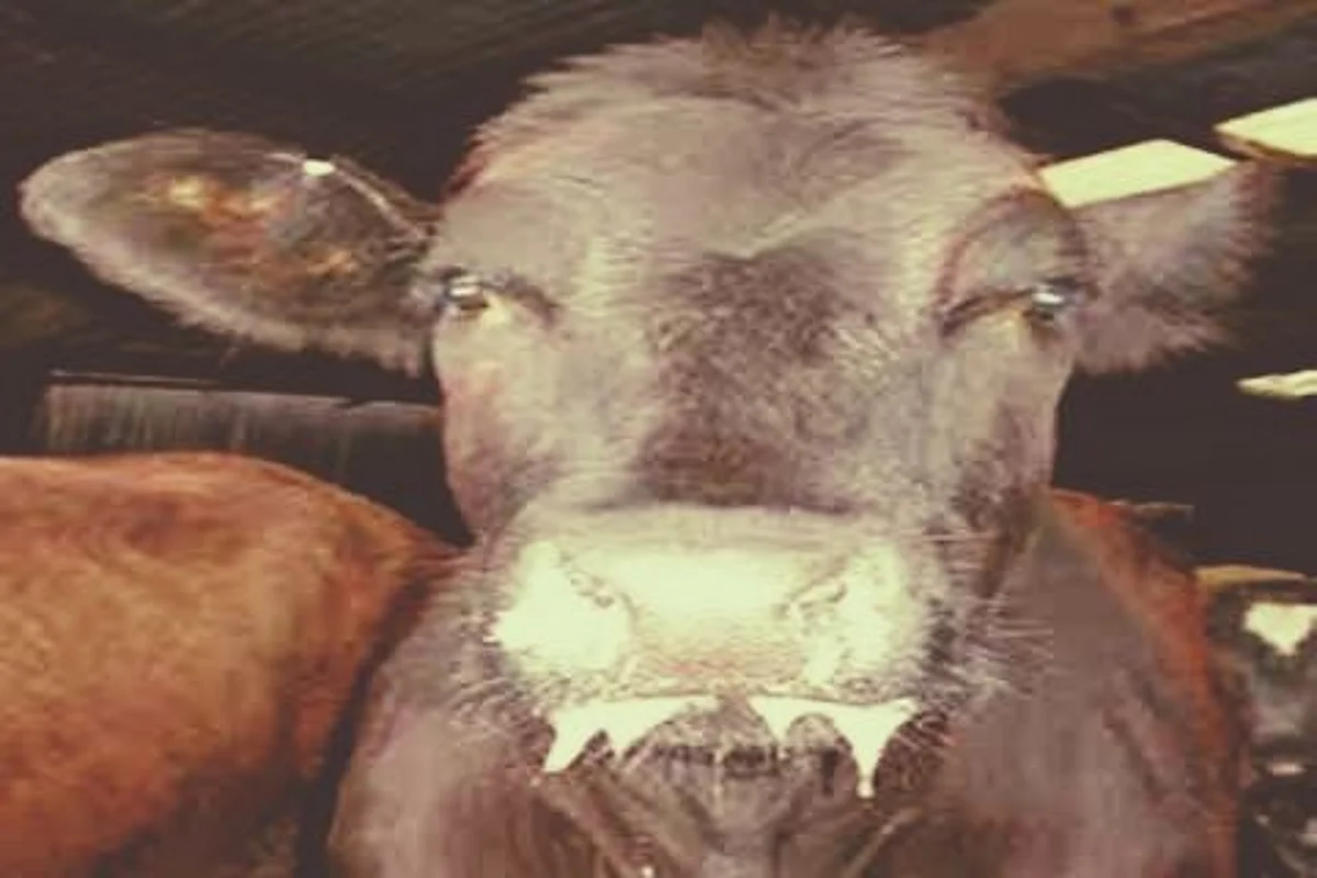 FMD outbreak: Farmers in distress