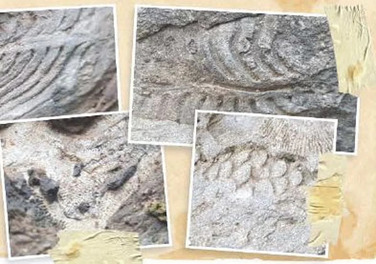 Aharbal can be oldest fossil site in J&K