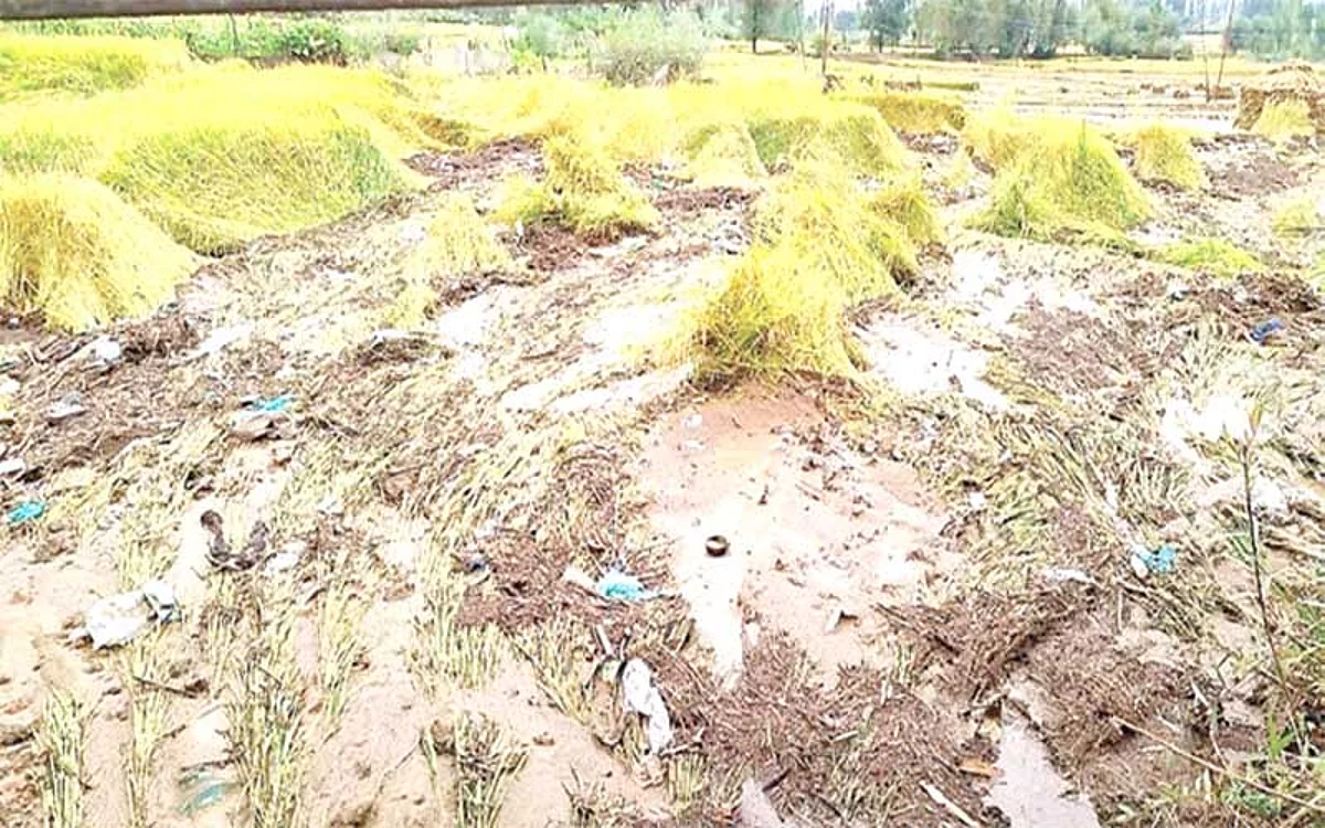Flash floods damage rice crop