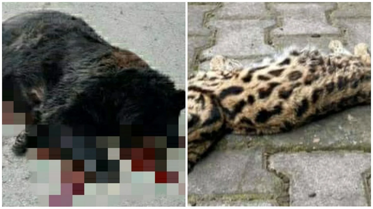 Black bear, leopard cub found dead after 'run over by unknown vehicles' in Ganderbal, Srinagar