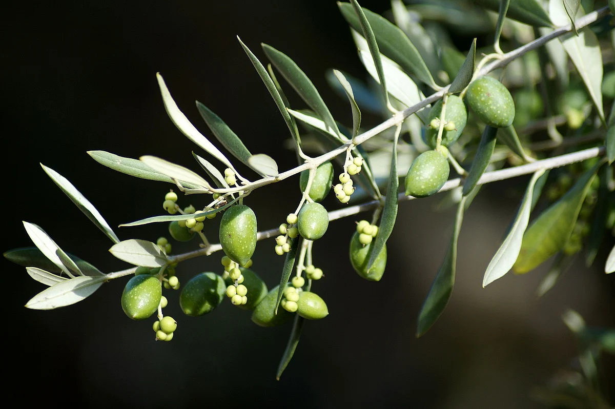 Sharing his experiences, Gurpinder Singh, a grower from Nowpora Salamabad, Uri, said that the lack of support from the Horticulture department has resulted in little olive oil yield.