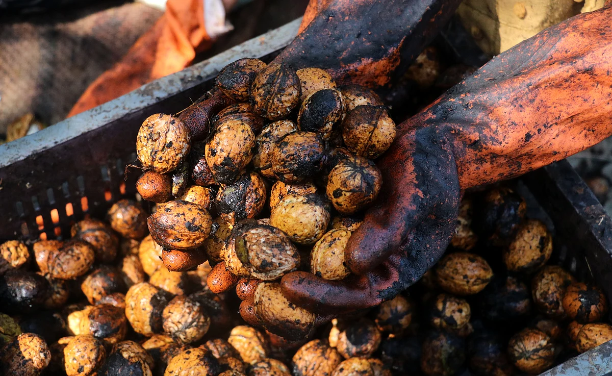 A Kashmiri farmer washes just hulled walnuts on the outskirts of Srinagar.