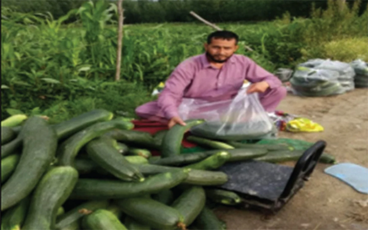 Vegetable grower of Maloora Srinagar becomes job provider from job seeker