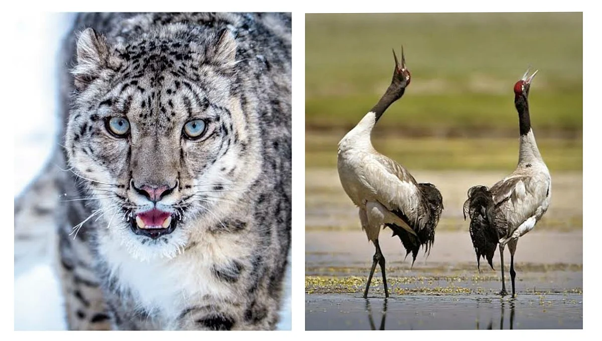 Black-necked crane new state bird, snow leopard state animal of Ladakh UT