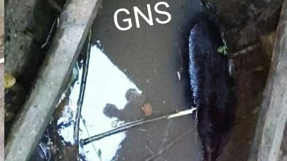 Black bear gets trapped in 20-ft-deep well in north Kashmir's Lolab