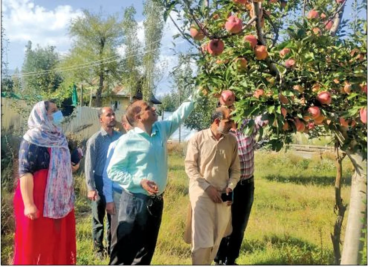 Hailstorm affected farmers in Kupwara will be compensated: DG Horticulture
