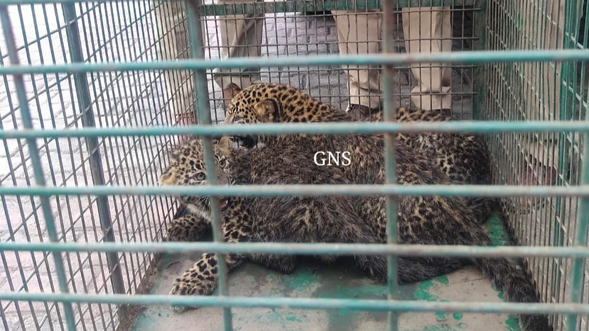 Three leopard cubs rescued in J&K's Rajouri, search on for their mother