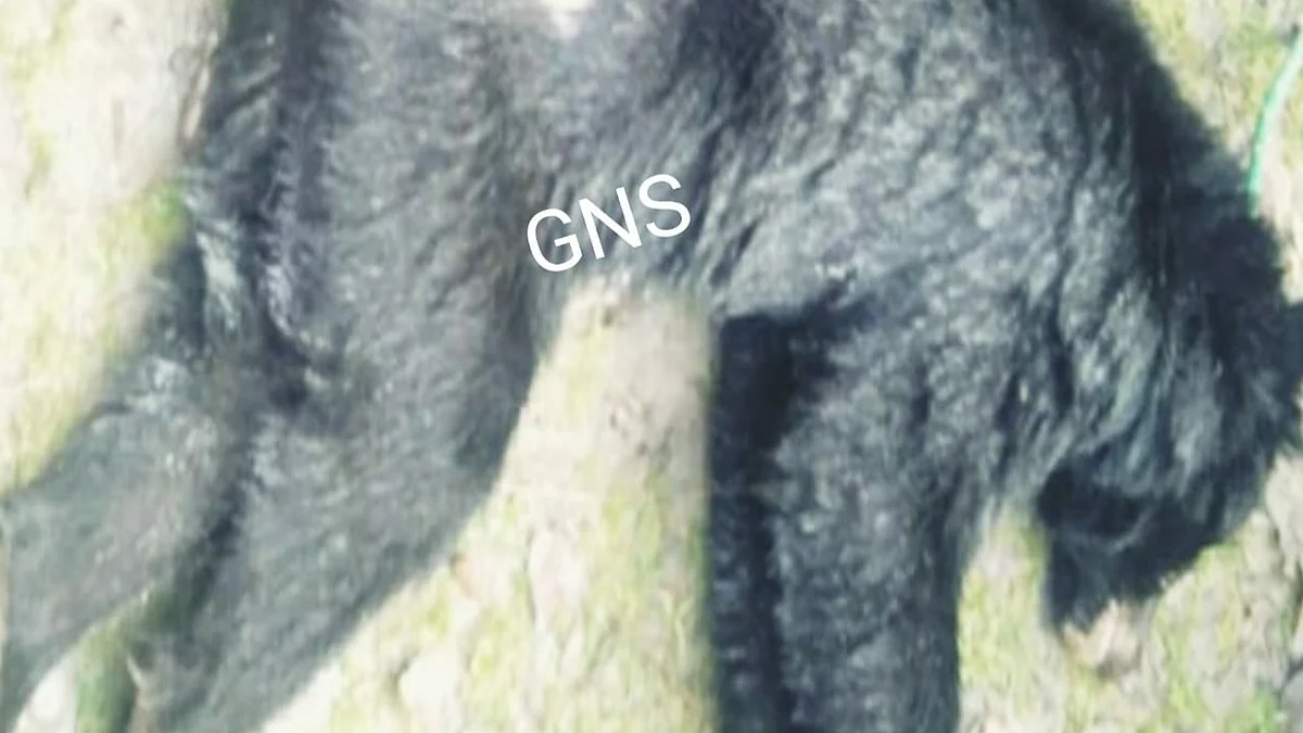 Wildlife Dept accused of negligence as black bear dies in well in Lolab