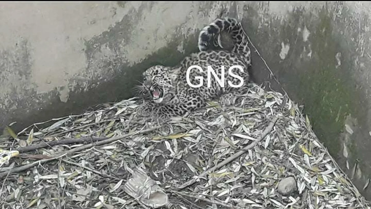Leopard falls into water tank in south Kashmir's Anantnag, rescued
