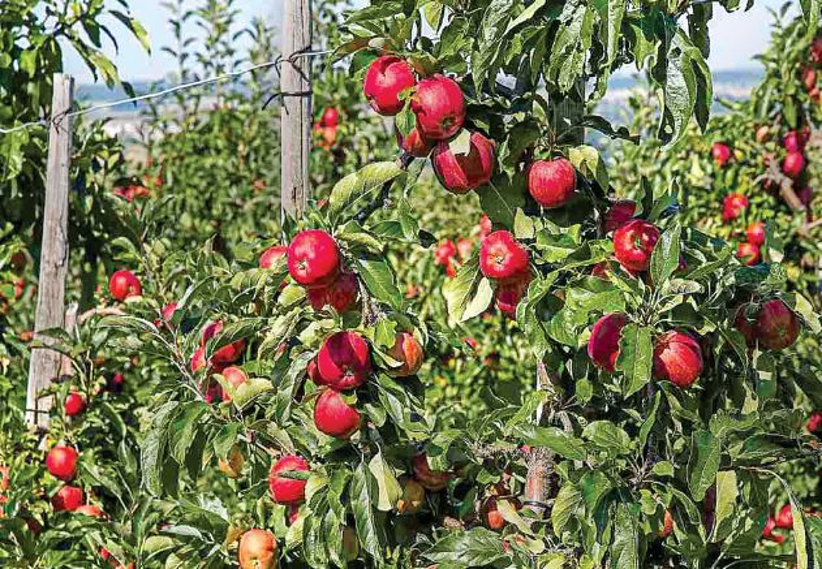 5500 hectares to come under Modified High-Density Plantation