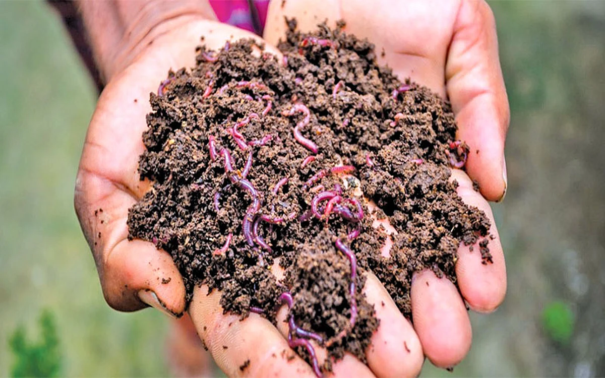 Vermicomposting: Generating Black Gold