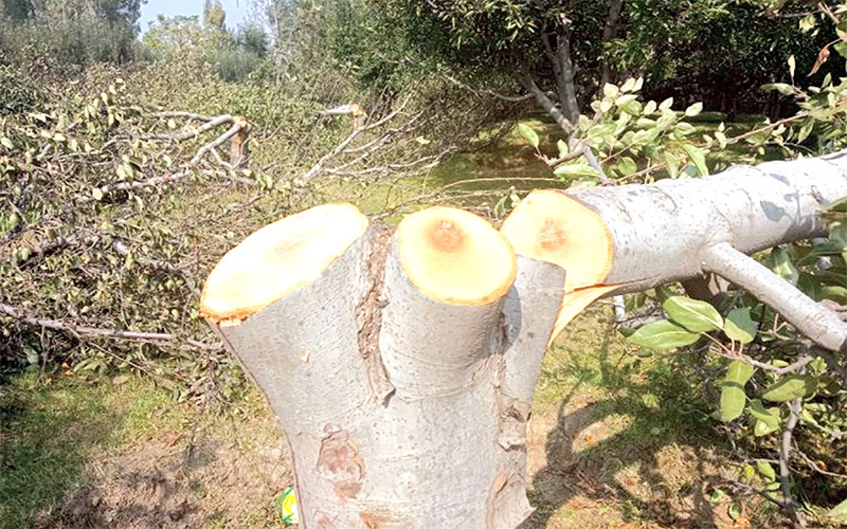 Axed Apple trees in Gudsathoo