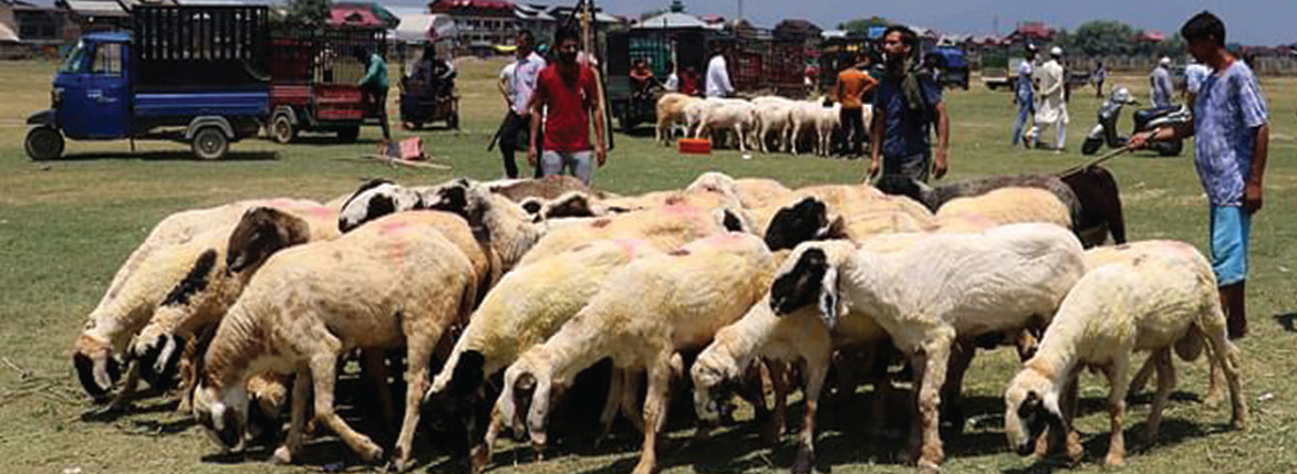 Sheep Farming gains popularity among Young Entrepreneurs in Kashmir