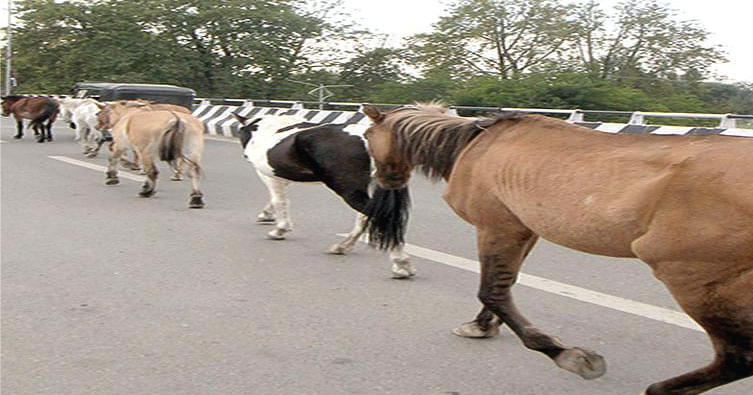 STRAY ANIMAL MENACE | SMC to come up with animal rehabilitation centre