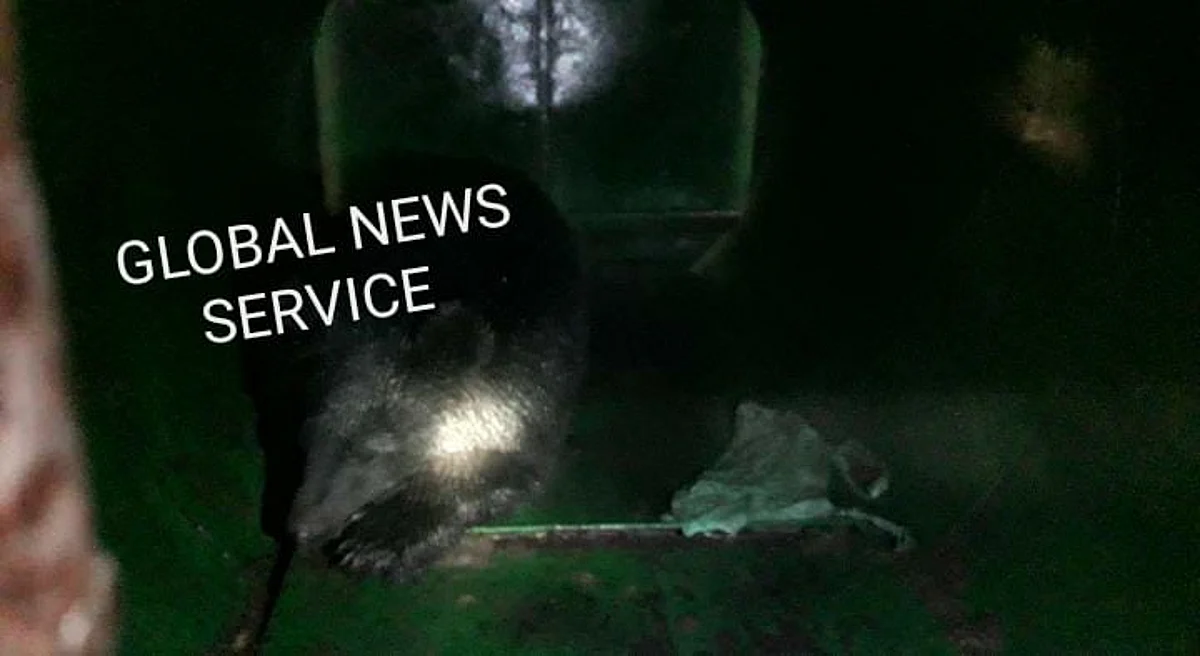 Black bear captured in south Kashmir's Anantnag