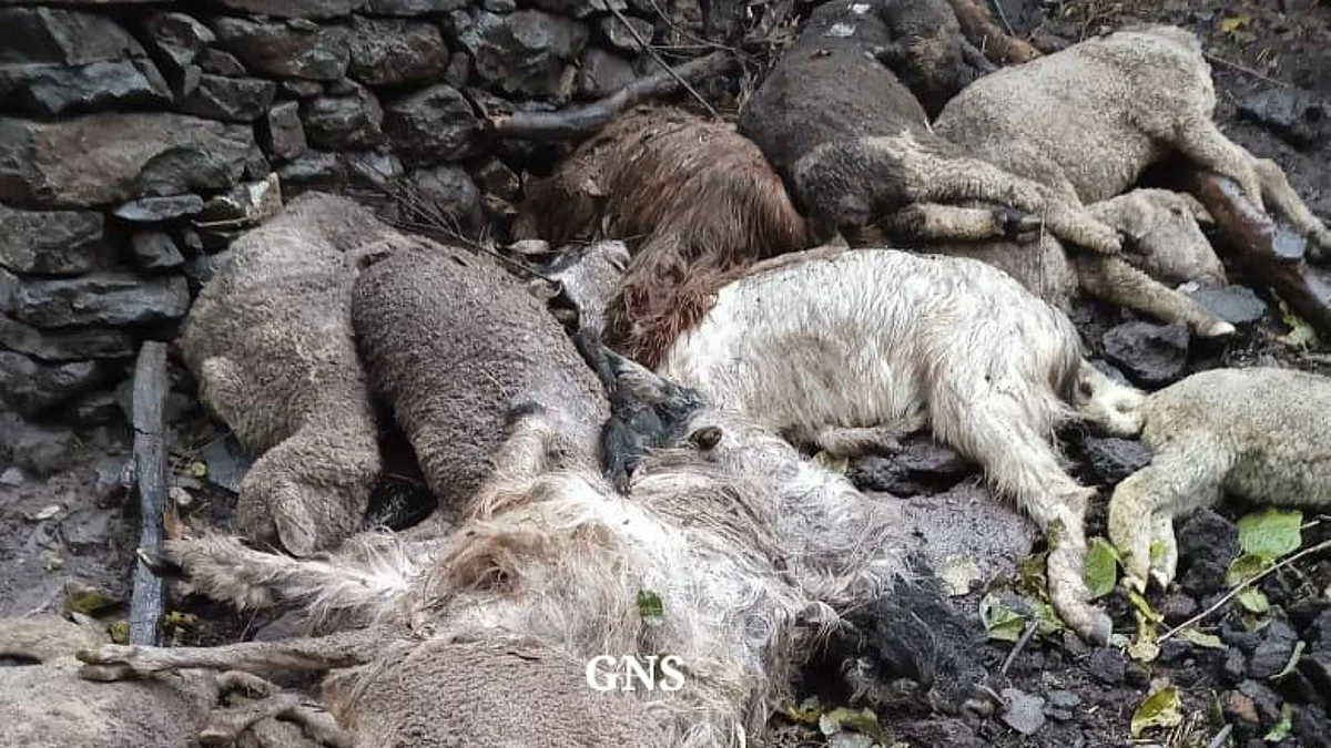 Cattles charred to death in Poonch